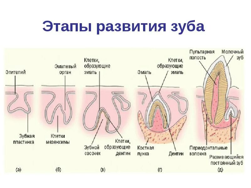 Стадии развития зуба. Ранняя стадия развития зуба.