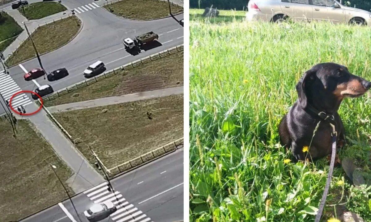 Собака на дороге. Сбил собаку на машине примета