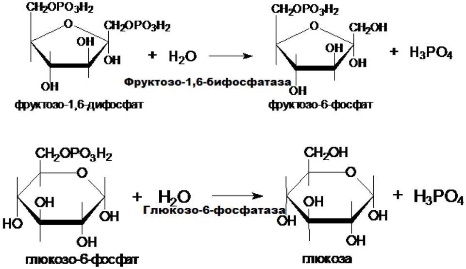 Глюкозо 6 фосфат в фруктозо 6 фосфат. Реакции образования фруктозо-6-фосфата из фруктозы. Изомеризация глюкозо-6-фосфата в фруктозо-6-фосфат. Фруктоза - 1,6-дифосфат, глюкозо-6-фосфат. Превращение фруктозы