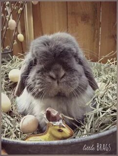 Real bunny