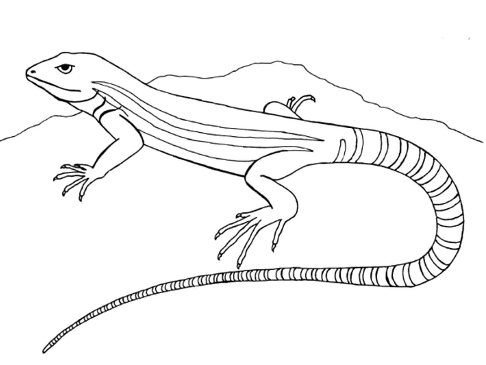 Распечатать ящерицу. Ящерица раскраска. Ящерица раскраска для детей. Ящерица рисунок. Пресмыкающиеся раскраска.