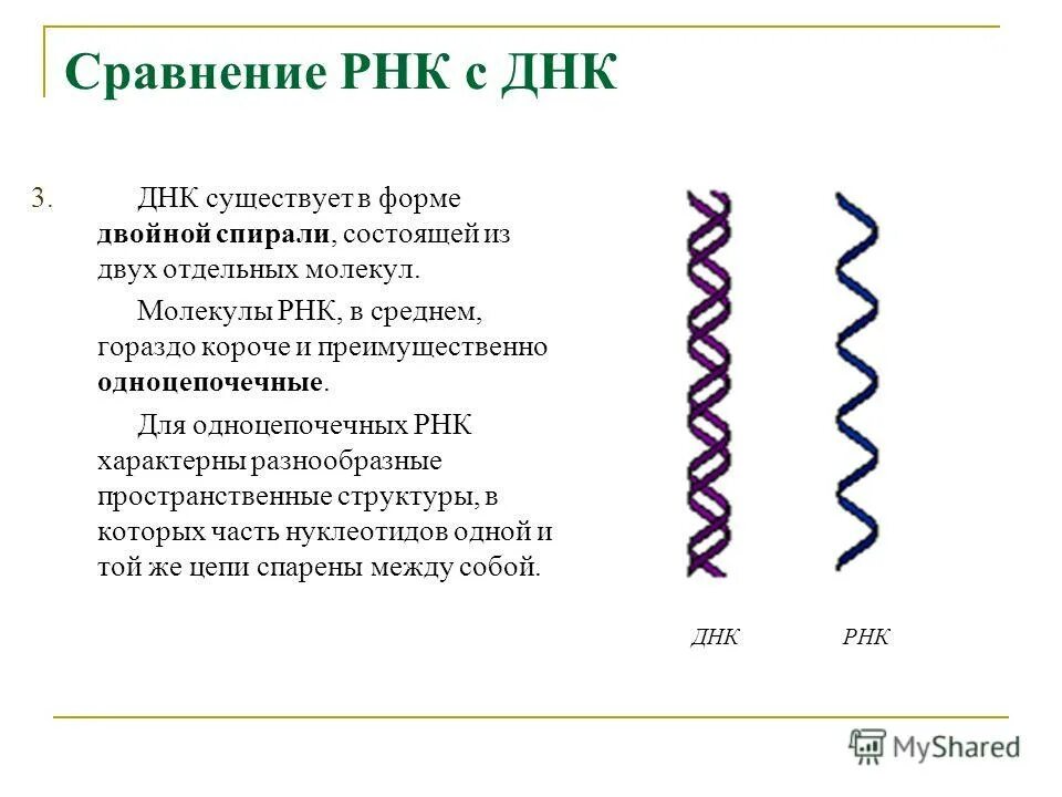 Структура ДНК И РНК. Строение молекулы ДНК И РНК. Однонитевые ДНК. Одноцепочечная ДНК. Сравнить днк и рнк