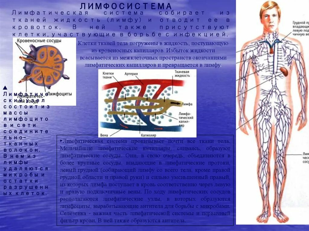 Лимфатическая система капилляры сосуды и узлы. Лимфатическая система сосуды капилляры. Лимфатическая система движение крови. Движение жидкости в лимфатических сосудах.