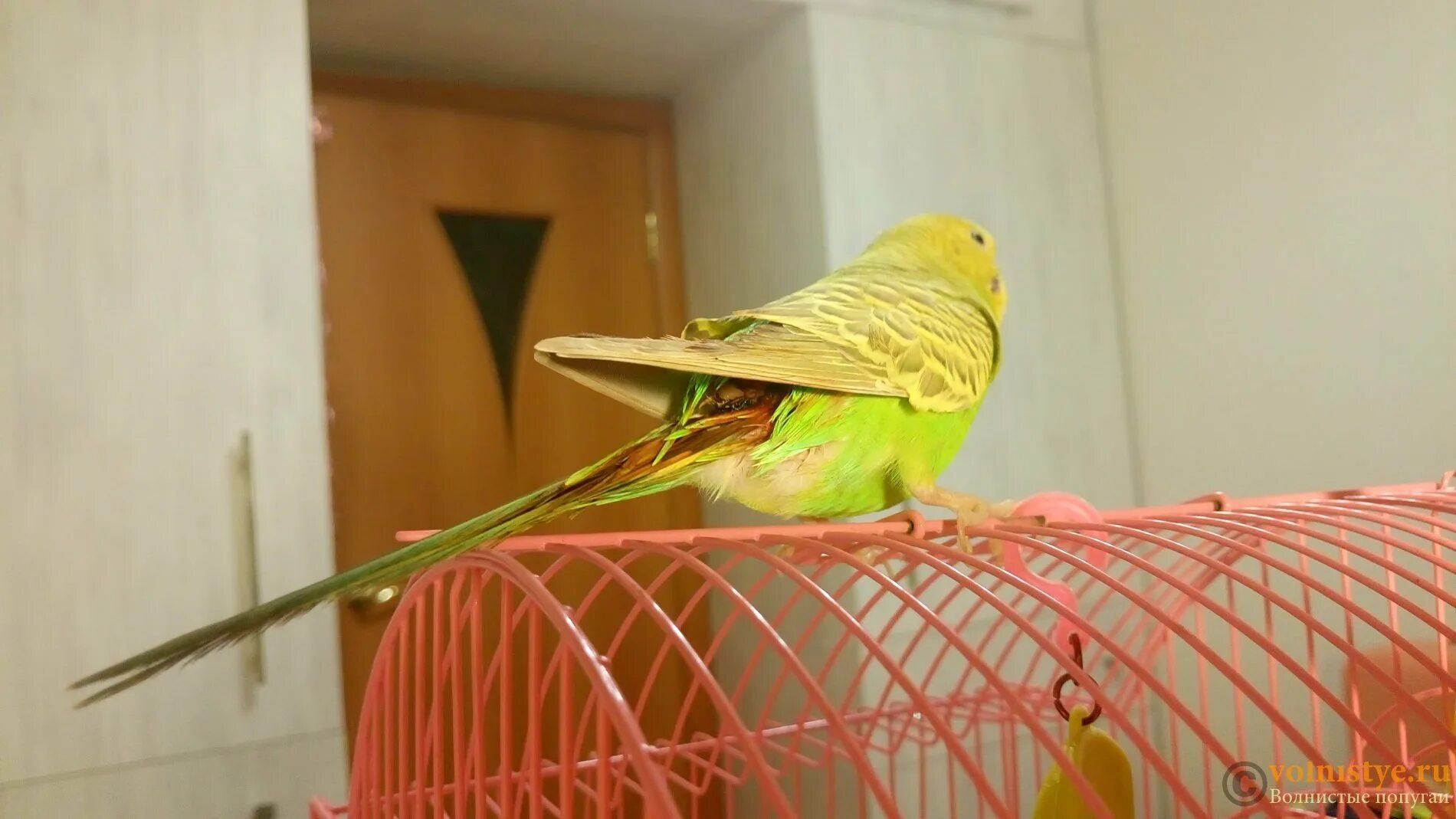 У попугая есть хвост. Попугай без хвоста. Хвост попугая. Растрепанный хвост попугая. Волнистый попугай без хвоста.