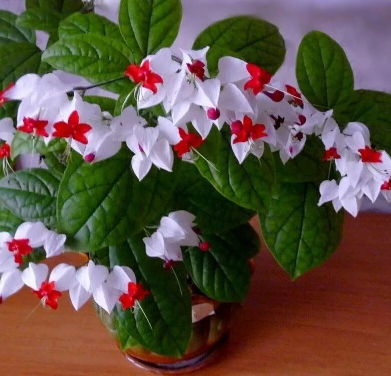 34 Best Climbing Plants for Pergolas, Arbors, Arches, Trellises & Gates Flowerin