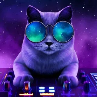 Ди коте