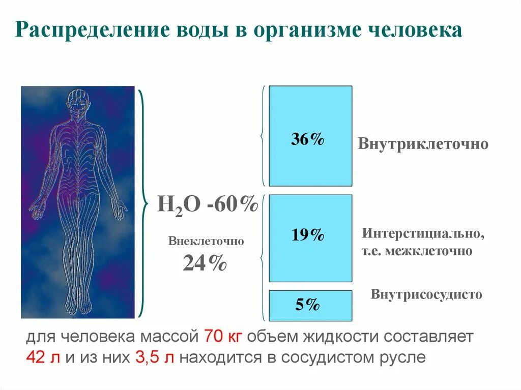 Низкое содержание воды в организме. Соотношение внутриклеточной/внеклеточной воды в организме. Внутриклеточная вода в организме. Объем жидкости в организме человека. Вода в организме человека внеклеточная и внутриклеточная.