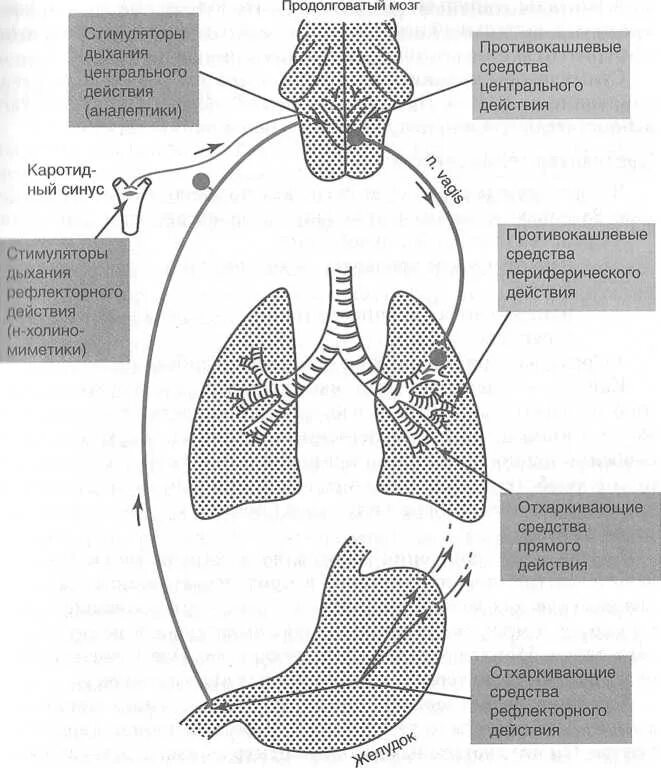 Лекарственные средства влияющие на дыхательную систему. Классификация средств влияющих на функции органов дыхания. Лекарственные средства влияющие на функции дыхания. Средства влияющие на функции органов дыхания фармакология.