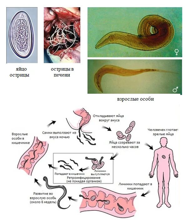 Лаборатория червей. Энтеробиоз яйца остриц. Жизненный цикл острицы.