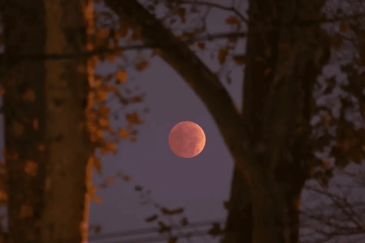 Лунное затмение 2025. Кровавая Луна 8 ноября 2022. Лунное затмение 8 ноября 2022 года. Затмение Луны 8 ноября 2022. Лунное затмение фото.