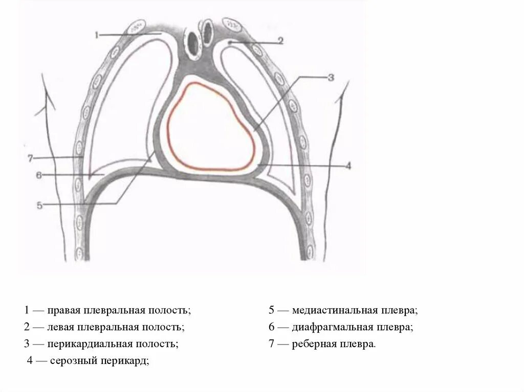 Левая плевральная полость