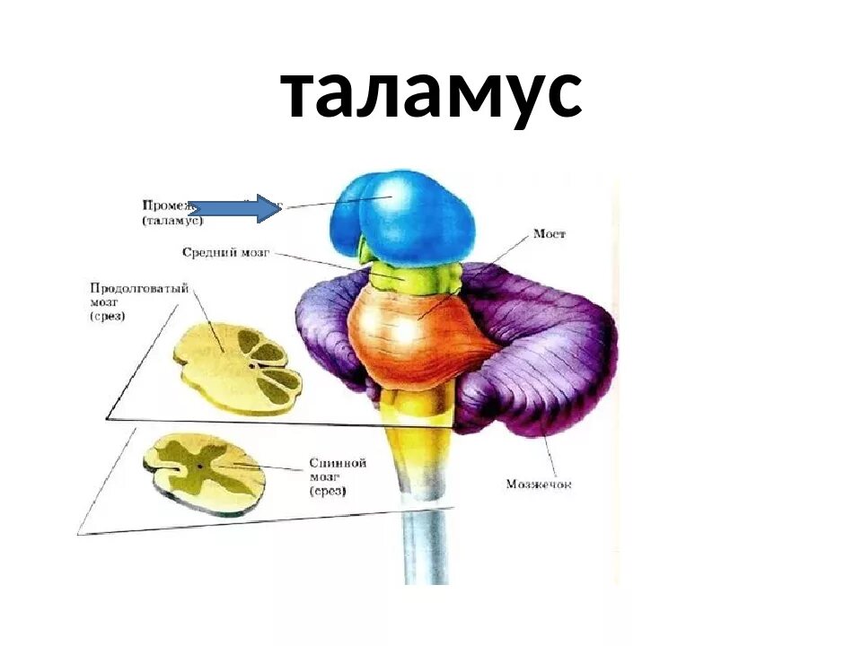 Промежуточный мозг таламус строение. Анатомия и физиология таламуса. Таламус анатомия строение. Мозг строение зрительные Бугры. Что такое таламус