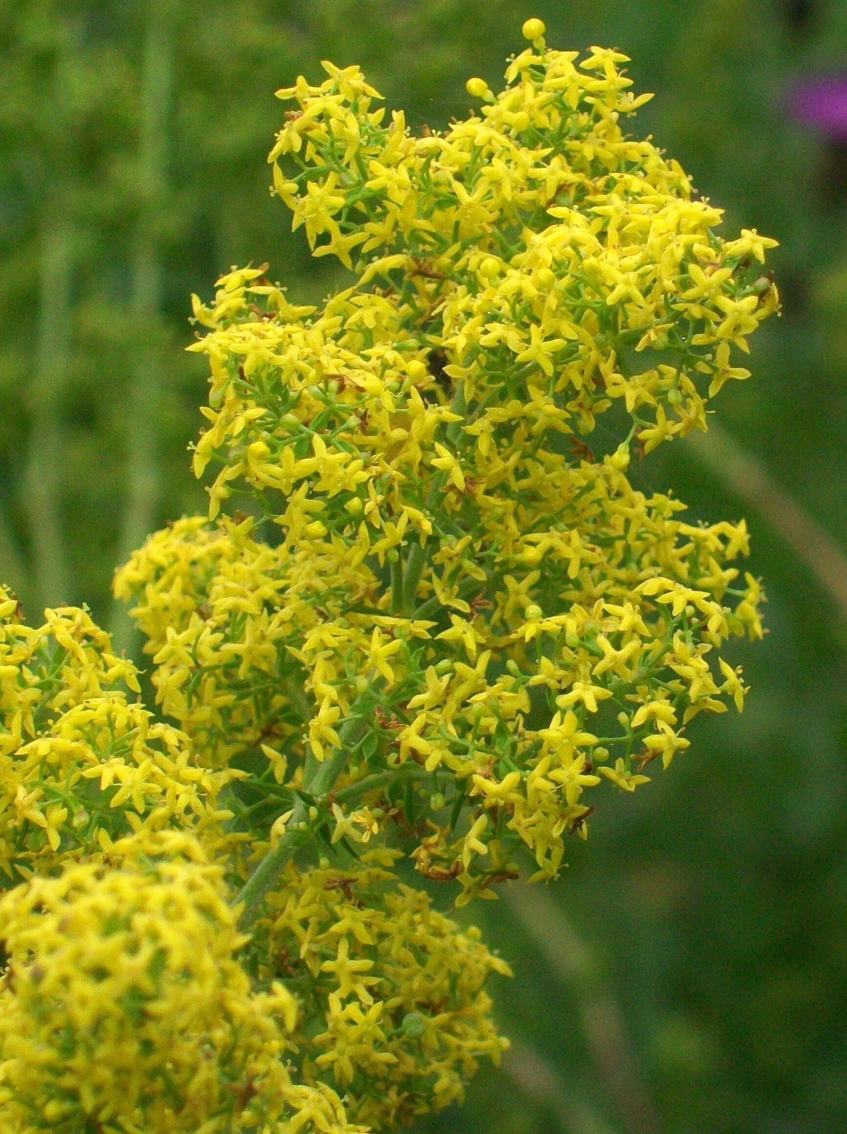 подмаренник весенний. подмаренник обыкновенный (galium verum). подмаренник весенний. подмаренник настоящий желтый. подмаренник обыкновенный.