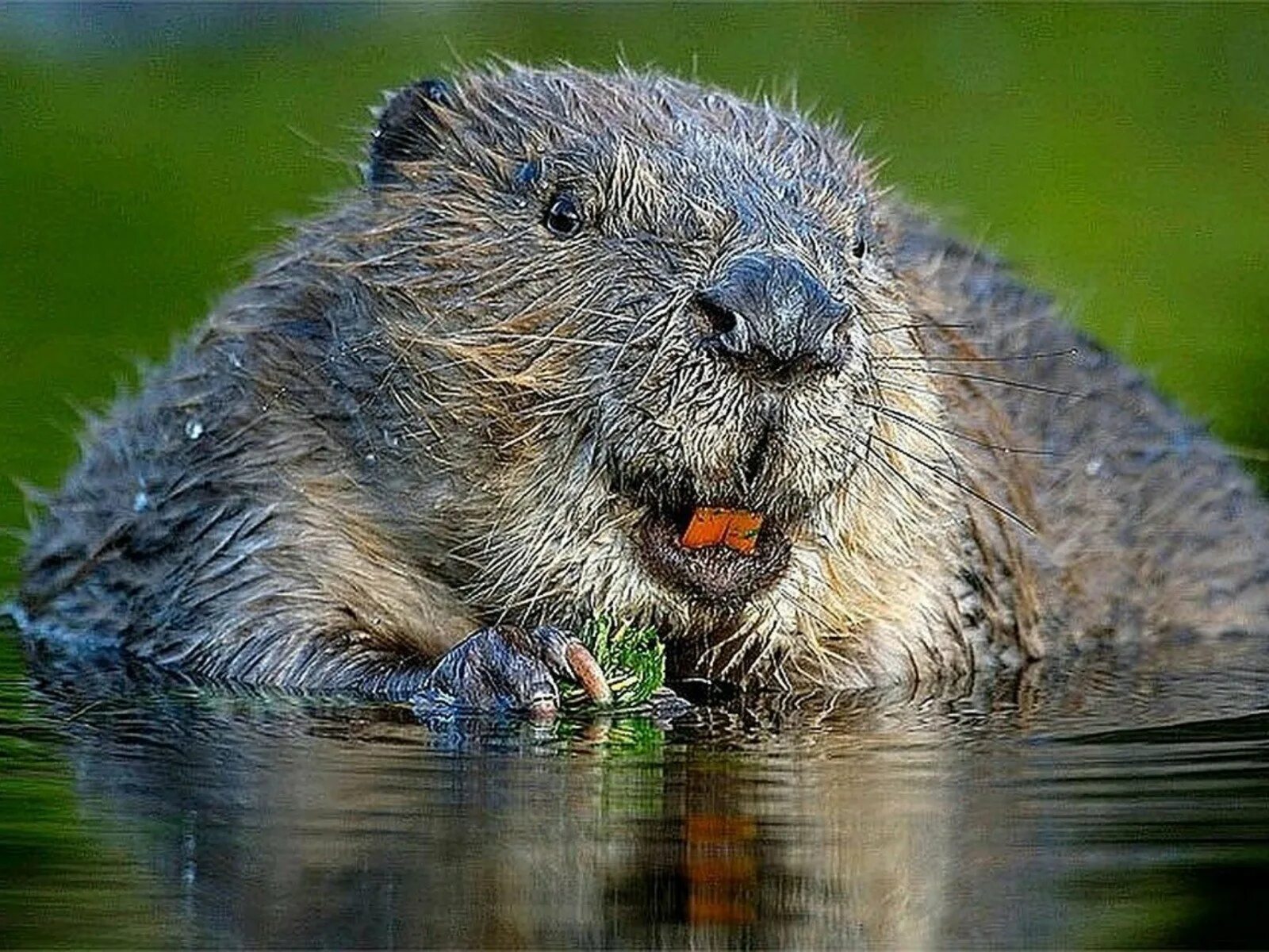 Бобр Речной обыкновенный. Канадский Бобр (Castor canadensis). Европейский Речной Бобр. Нутрия и выдра.