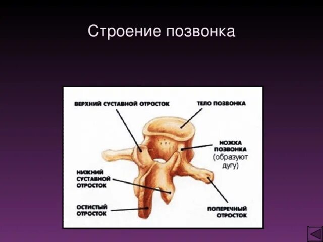 Тело позвонка размер. Строение позвонка. Строение позвонка человека. Отростки позвонка. 7 Отростков позвонка.