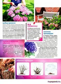 Схема посадки гортензия метельчатая