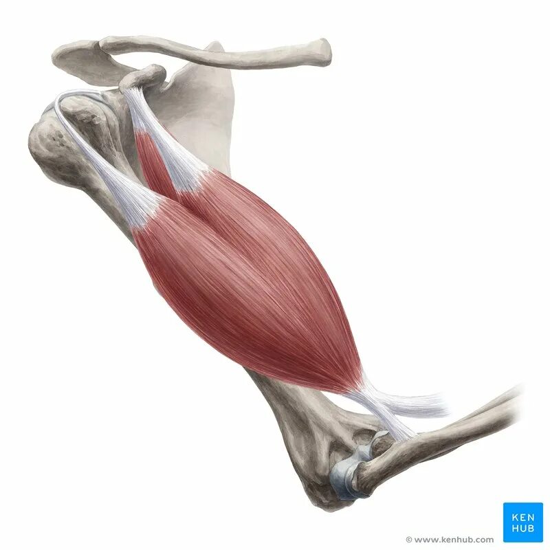 Сухожилие длинных мышц. Biceps brachii мышца. брахиалис мышца анатомия. двуглавая мышца плеча анатомия. тендинит двуглавой мышцы.