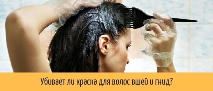 Вши на окрашенных