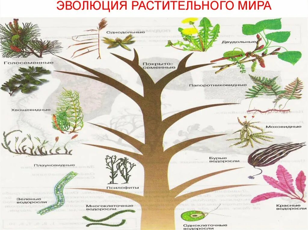 Голосеменные лианы. Пастушья сумка покрытосеменное или голосеменное. Эволюционные приобретения покрытосеменных схема. Покрытосеменные деревья.