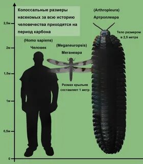 Размеры насекомых