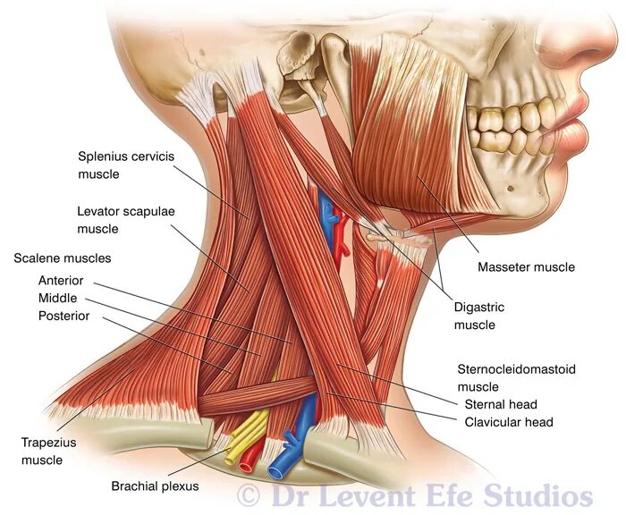 мышца под челюстью. платизма мышца шеи анатомия. анатомическое строение шеи сбоку. топографическая анатомия шиловидного отростка. мышца под челюстью.