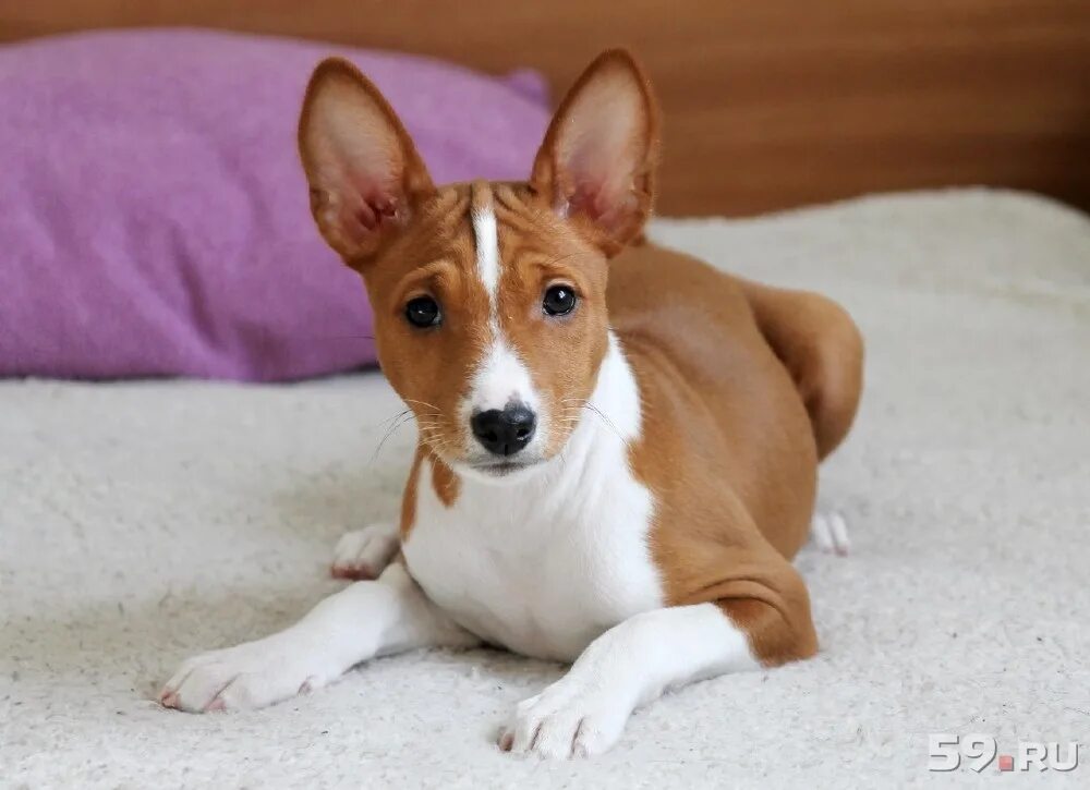 нелиняющие собаки для квартиры. басенджи гипоаллергенный. африканский терьер басенджи. собаки которые не линяют и не пахнут. басенджи.