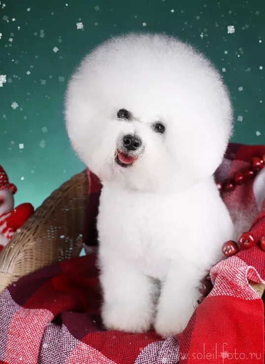 фризе нова. фризе нова. порода бишон фризе. фризе нова. бишон фризе и спаниель.