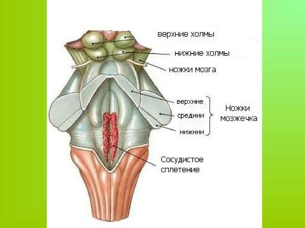 Ручка Нижнего холмика среднего мозга. Ручки верхних холмиков среднего мозга. Нижние холмики крыши среднего мозга. Ручка Нижнего холмика крыши среднего мозга.