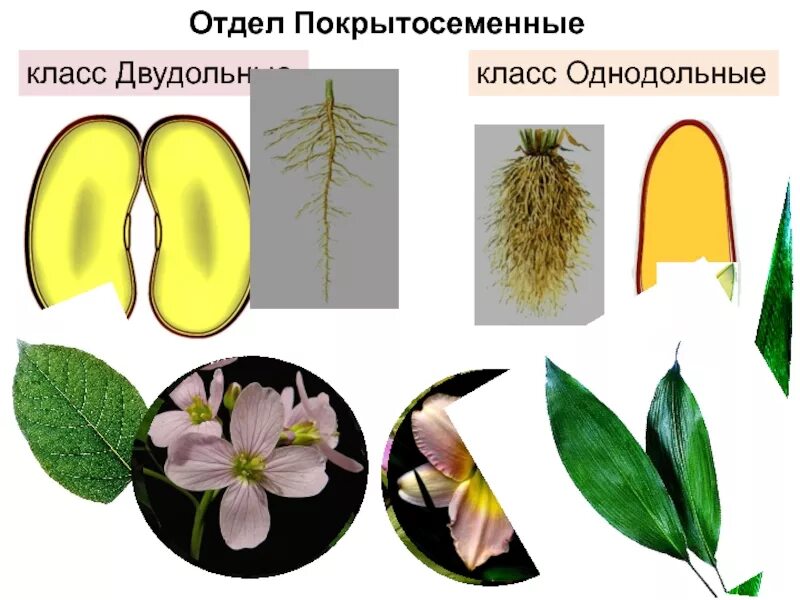 Однодольные Однодольные. Однодольные и двудольные растения. Двудольные Покрытосеменные растения. Покрытосеменные растения Однодольные и двудольные.