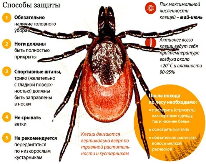 Может ли быть температура от клеща. Опасность при укусе клеща. Размеры клещей. Паукообразные клещи на лице человека.