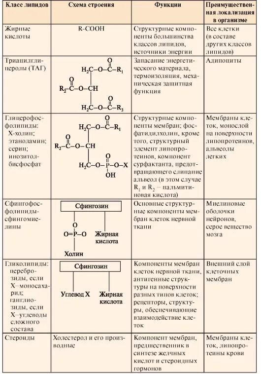 Строения липидов человека. Структура, классификация, функции липидов. Таблица органические вещества общая характеристика липиды. Химическое строение и функции липидов. Липиды классификация состав и функции.