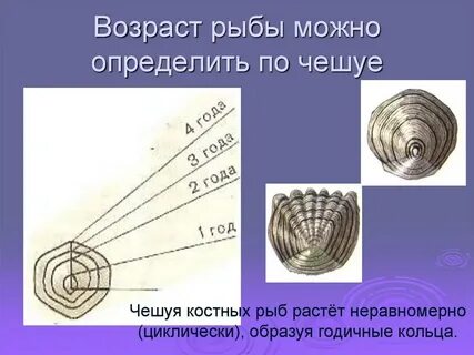 Как узнать возраст рыбы