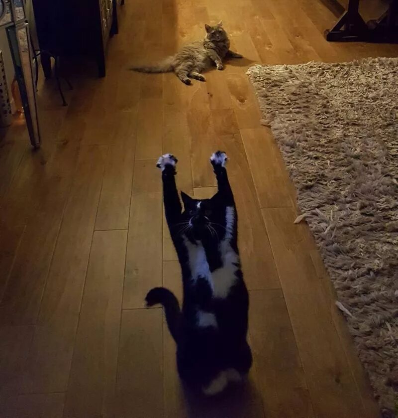Почему кот вытягивает лапы. Кот с поднятой лапой. ножки кота. кот с вытянутыми ногами. кот с вытянутыми лапами.