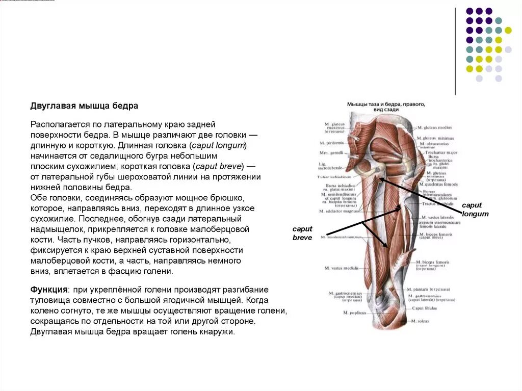 Сухожилие бедро задняя. Длинная головка двуглавой мышцы бедра. Мышцы задней поверхности бедра анатомия. Двуглавая мышца бедра анатомия длинная головка.