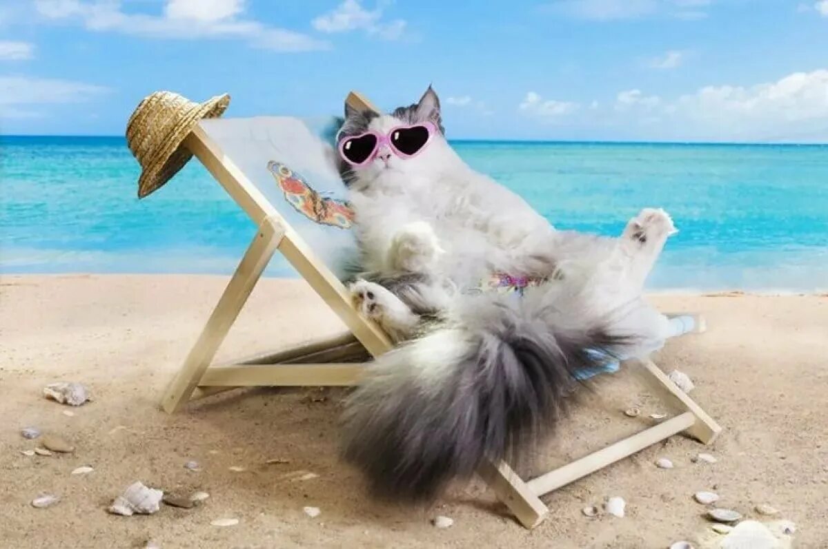 Отдых прикольное. Кот на пляже. Кот отдыхает. Котик на море. Лето отпуск.