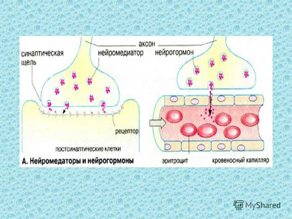 медиатор в синаптических пузырьках. синаптическая щель функции. фермент разрушающий ацетилхолин. рецепторы субсинаптической мембраны. межсинапстическая щель.