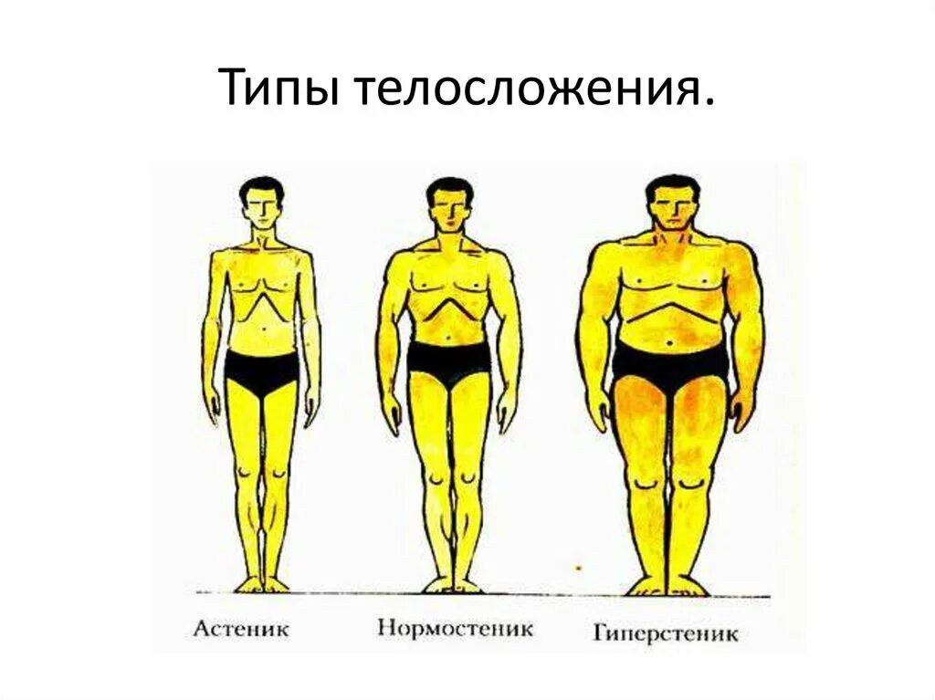 Астеник определить. Гиперстенический тип телосложения. гиперстеник тип телосложения у мужчин. тип конституции астенический гиперстенический нормостенический. типы фигур астеник нормостеник гиперстеник.