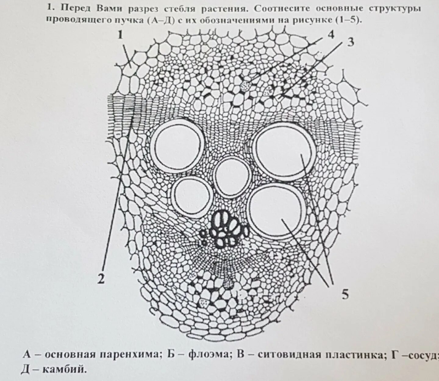 В состав проводящего пучка входят. Поперечный срез стебля строение проводящих Пучков. Поперечный срез стебля кирказона. Поперечный срез стебля тыквы. Строение стебля тыквы на поперечном срезе.