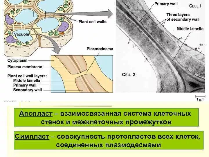 Формирование вторичной клетки. Первичная и вторичная клеточная стенка. плазмодесмы растительной клетки.