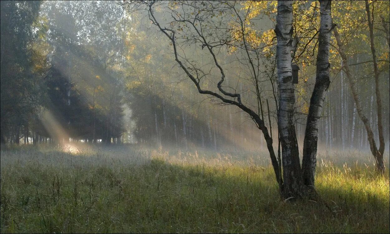 Лес после дождя. Раннее утро в лесу. Дождь в лесу. Дождливая осень.