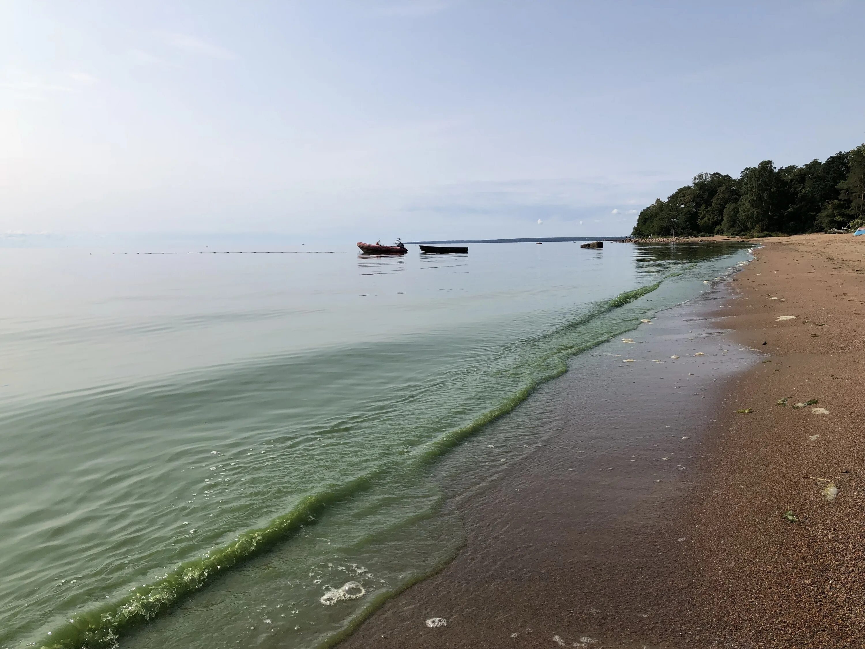 Финский залив зеленый. Зеленогорск берег финского залива. Финский залив вода. Цветение воды финский залив. Финский залив соленая вода