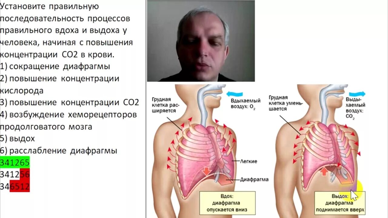 Процесс во время дыхательного движения. Последовательность процессов вдоха и выдоха у человека. Процесс вдоха у человека последовательность. Процесс выдоха у человека последовательность. Последовательность поцессах вдоха у человека.