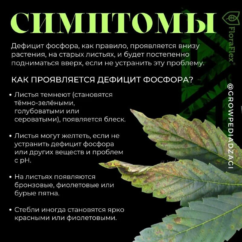Нехватка фосфора симптомы. Нехватка фосфора симптомы