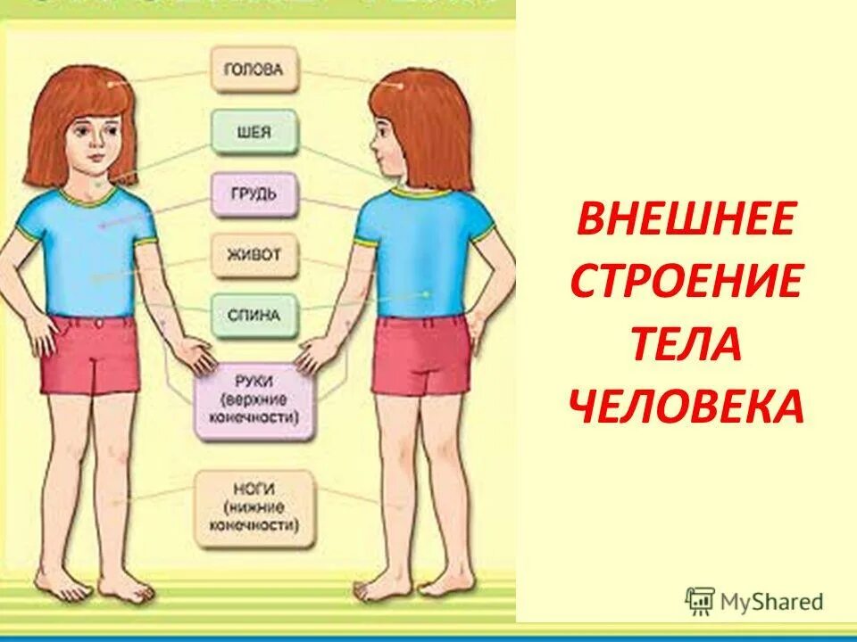 Модель тела человека 2 класс окружающий мир. Модель тела человека 2 класс окружающий мир