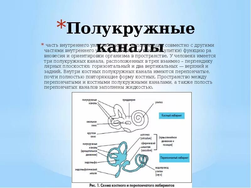 Полукружные каналы внутреннего уха расположены. Функции полукружных каналов уха. Полукружные каналы внутреннего уха функции. Роль полукружных каналов. Функции полукружных каналов в ухе человека.