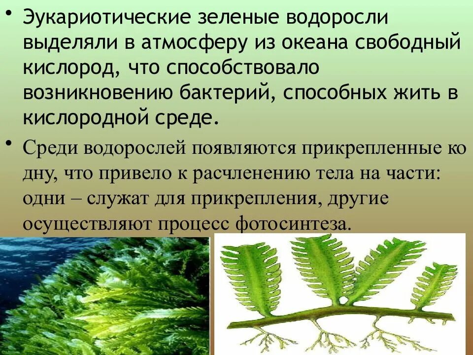 Какова роль человека в эволюции растительного. Зелёные водоросли. Появление водорослей. Происхождение сине зеленых водорослей. Эукариотические водоросли.