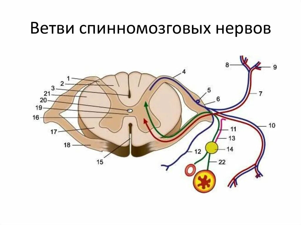 Схема формирования спинномозгового нерва. Схема строения спинномозгового нерва. Схема образования спинномозгового нерва. Ветви спинномозгового нерва схема.