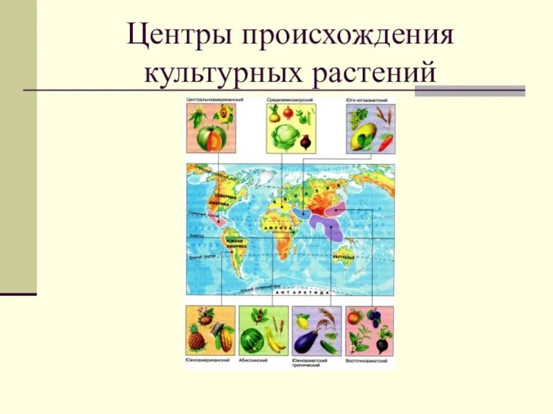 Центры разнообразия. Центры культурных растений по вавилову. юго западный центр происхождения культурных растений. центры происхождения культурных растений по вавилову карта. центр происхождения культурных растений пименов.