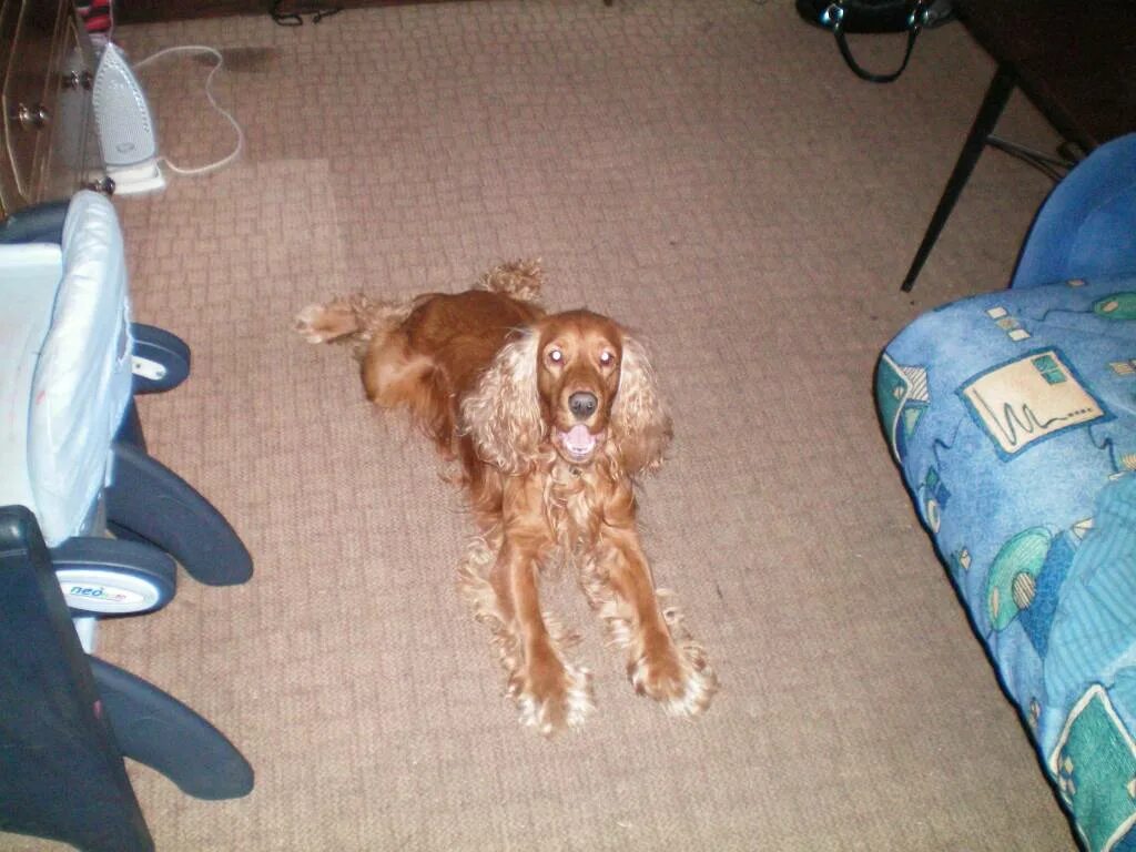 английский кокер спаниель пегий. английский кокер спаниель даром. уши у щенка английского кокер спаниеля. собаки спаниель даром. вайлекс спенс питомник английский кокер спаниель.