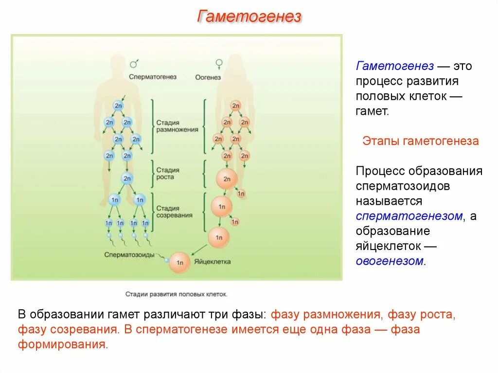 Образование половых клеток сперматогенез. Процесс образования половых клеток гамет. Фаза размножения гаметогенез. Образование половых клеток гаметогенез таблица.